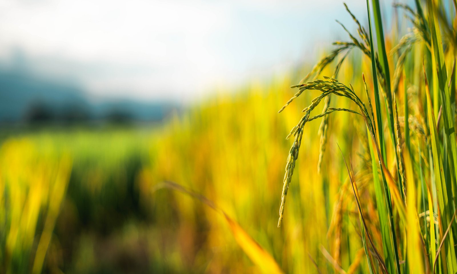 CFO’s Key Role in a Transformative Crop Protection Joint Venture